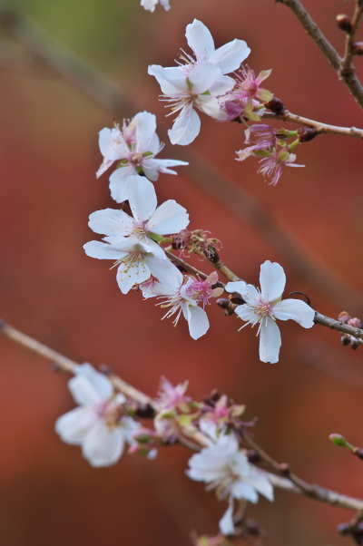 f:id:keihirota:20191212220947j:image