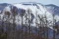 [浅間山][浅間][雪冠][カラマツ][活火山]浅間山