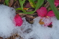 [残雪][サザンカ][山茶花][赤門][妙義神社]残雪