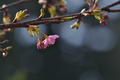 [桜][サクラ][河津桜][カワヅザクラ][妙義神社]桜