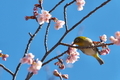 [メジロ][メジロ科][桜][サクラ][河津桜]メジロ