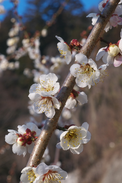 f:id:keihirota:20200227210032j:image