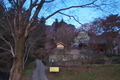 [定点撮影][定点][ハクモクレン][しだれ桜][妙義神社]定点撮影