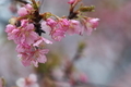 [桜][サクラ][春の長雨][カワヅザクラ][河津桜]桜