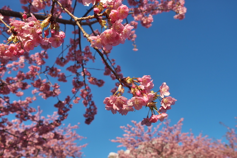 f:id:keihirota:20200315204620j:image