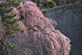 [桜][しだれ桜][サクラ][石垣][妙義神社]桜