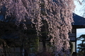 [御殿][宮様御殿][しだれ桜][桜][妙義神社]