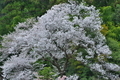 [桜][サクラ][老桜][裏山][不動寺]桜