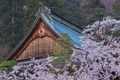 [行楽日和][御殿][桜][サクラ][妙義神社]行楽日和