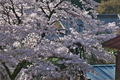 [旅館街][桜][サクラ][旅館街][妙義神社]旅館街