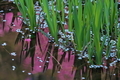 [散る花][カキツバタ][桜][花びら][妙義神社]散る花