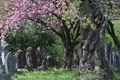 [桜][サクラ][八重桜][庚申塔][原]桜