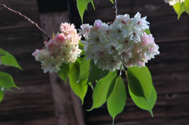 f:id:keihirota:20200428220308j:image