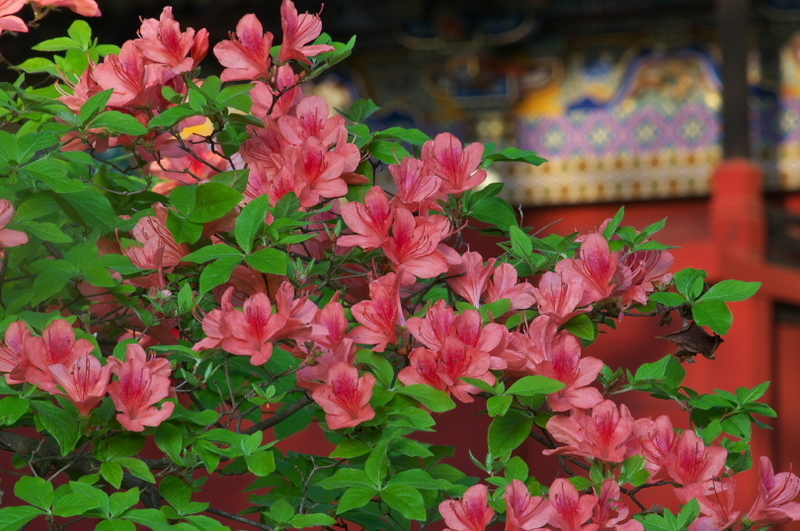 f:id:keihirota:20200505000539j:image