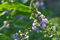 [オオカワヂシャ][ゴマノハグサ科][特定外来生物][帰化植物][紫色の花]オオカワヂシャ