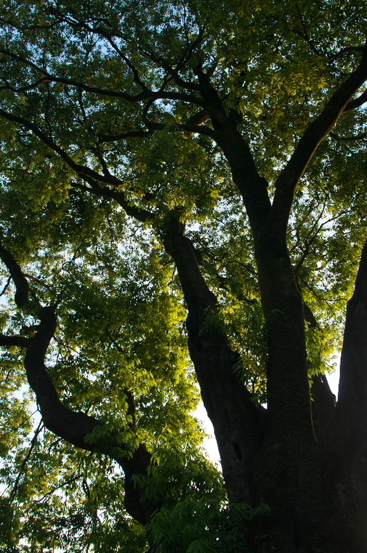 f:id:keihirota:20200526215711j:image