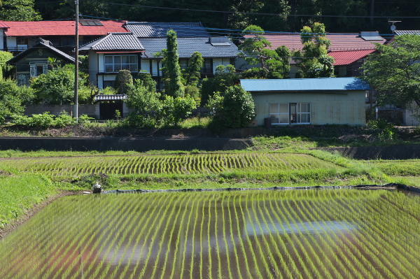 田んぼ