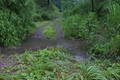 [河畔林][ハリエンジュ][碓氷川][雨水][滝名田]河畔林