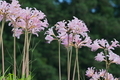 [ナツズイセン][ヒガンバナ科][夏水仙][ピンク色の花][諸]ナツズイセン