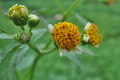 [コセンダングサ][キク科][道端][帰化植物][黄色い花]コセンダングサ