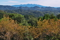 [赤城山][丘陵][サクラ][桜][後閑城址]赤城山