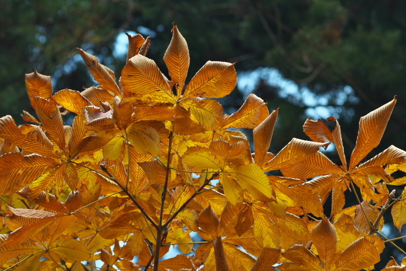 f:id:keihirota:20201104035219j:image