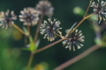 [コセンダングサ][キク科][ひっつき虫][帰化植物][下増田]コセンダングサ