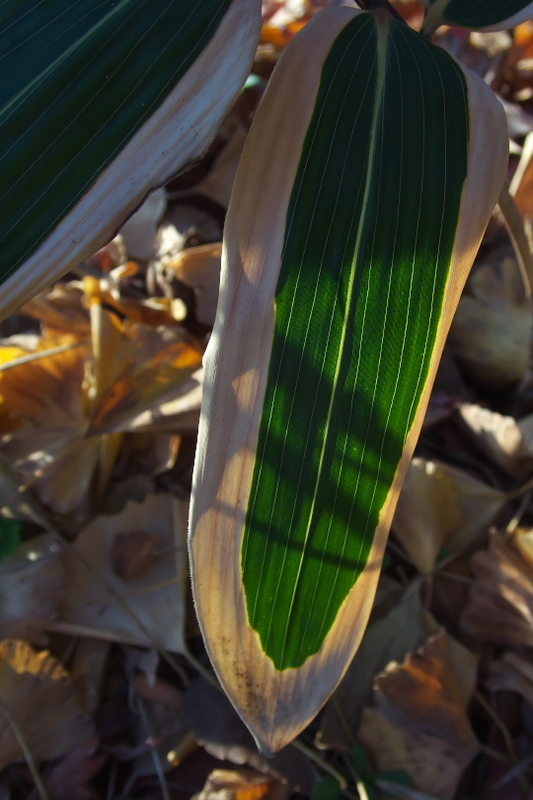 f:id:keihirota:20201215210023j:image