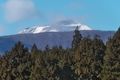 [浅間山][冠雪][スギ林][杉林][宮掛]浅間山