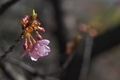 [桜][サクラ][カワヅザクラ][河津桜][原]桜