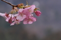 [花曇り][桜][サクラ][カワヅザクラ][河津桜]花曇り