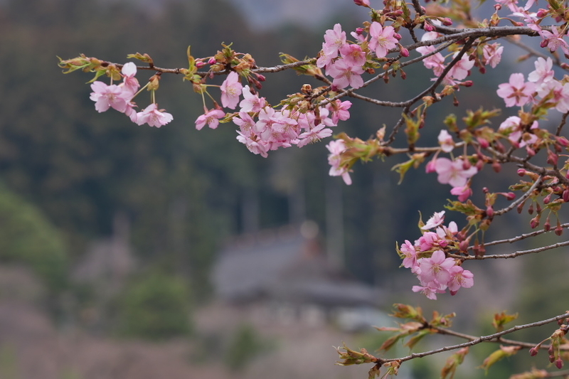 f:id:keihirota:20210312214617j:image