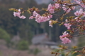 [花曇り][桜][サクラ][カワヅザクラ][河津桜]花曇り