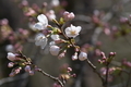 [桜][サクラ][開花][山里][満行寺線]桜