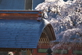 [参道の桜][手水舎][枝垂れ桜][サクラ][妙義神社]参道の桜