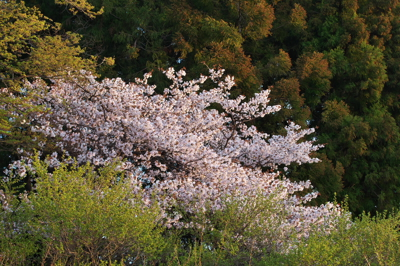 f:id:keihirota:20210406224150j:image