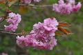 [桜][八重桜][八重][五料][ピンク色の花]桜