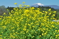 [菜の花畑][浅間山][雪解け][休耕田][下増田]菜の花畑