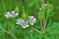 [アメリカフウロ][フウロソウ科][帰化植物][白い花][山寺]アメリカフウロ