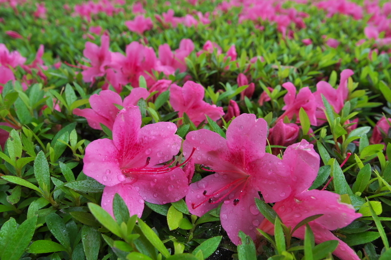 f:id:keihirota:20210604210537j:image
