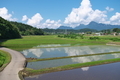 [田んぼ][水田][田園][九十九川橋][妙義山]田んぼ