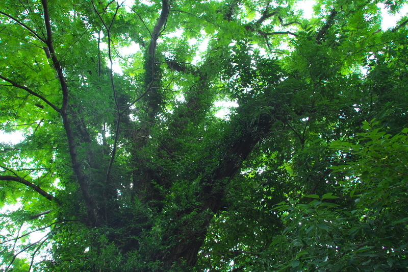 f:id:keihirota:20210704205622j:image