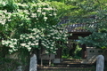 [クサギ][クサギ属][古寺][山門][長松寺]クサギ