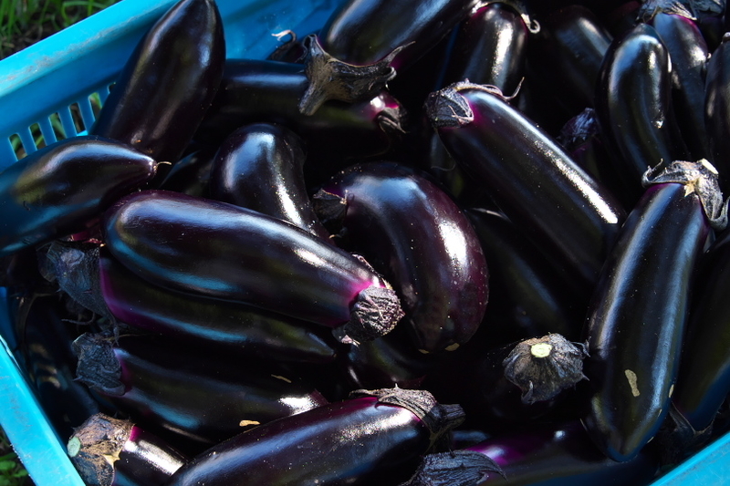 ナス畑