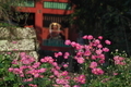 [秋の花][シュウメイギク][キンポウゲ科][総門][妙義神社]秋の花