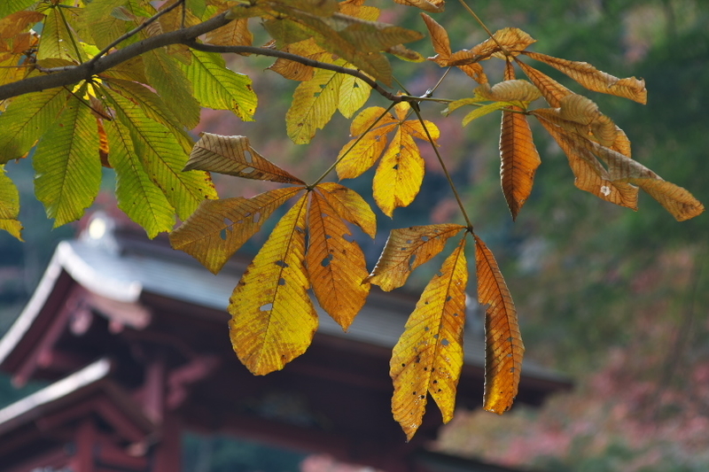 f:id:keihirota:20211108201406j:image