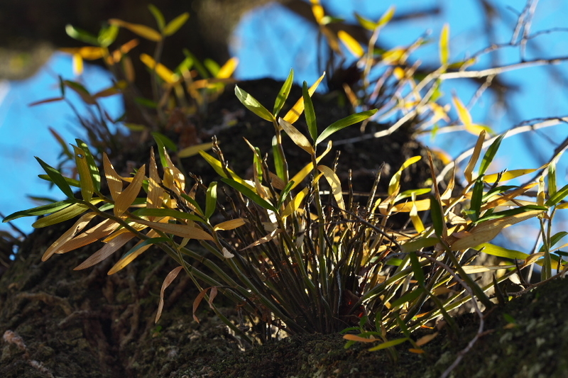 f:id:keihirota:20211122214556j:image