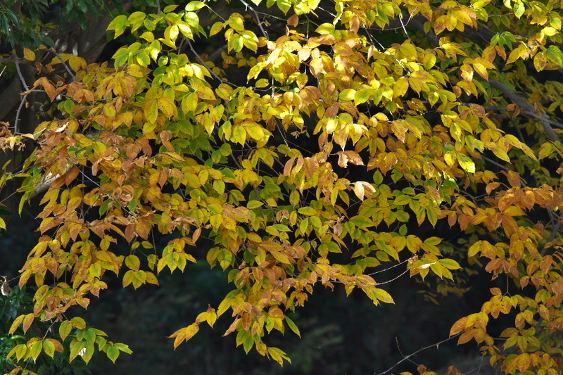 f:id:keihirota:20211122214848j:image
