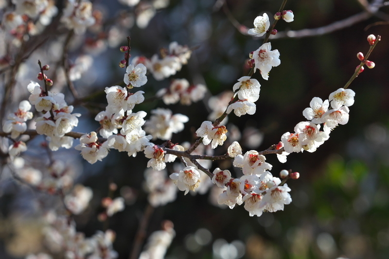 f:id:keihirota:20220304050219j:image
