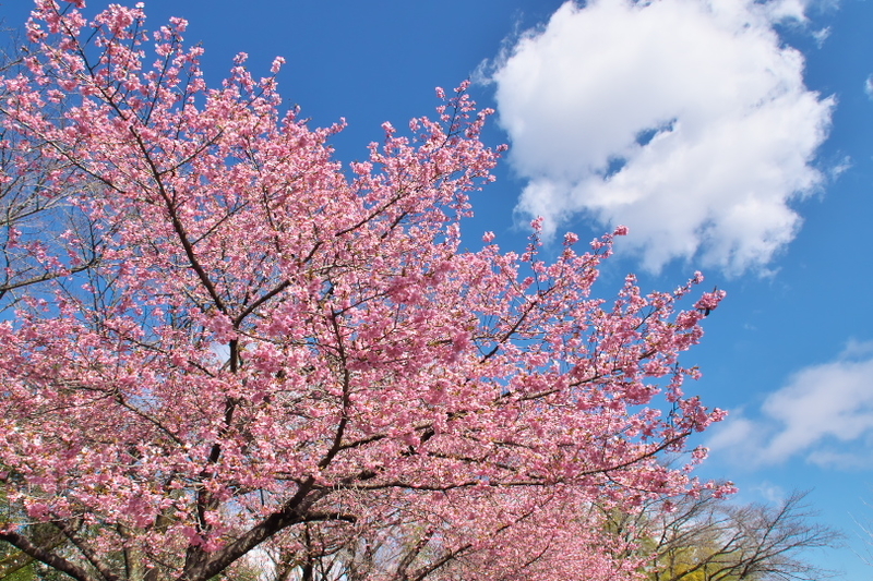 桜
